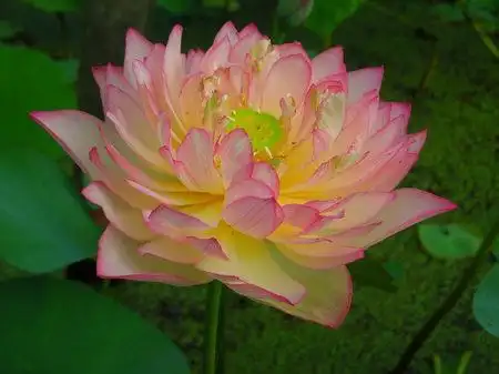 橙色大型荷花品种图--盐城爱莲苑