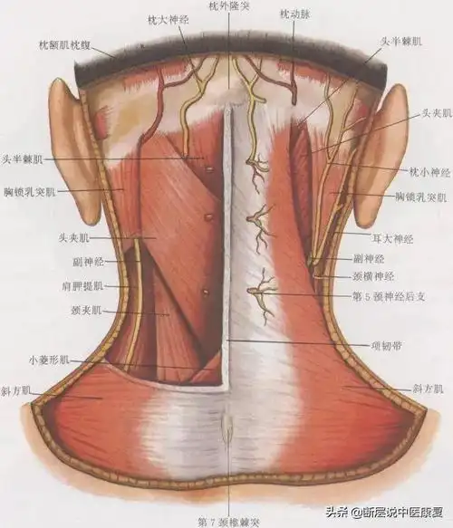 目前最完整的颈部解剖图谱肌肉血管神经全都有