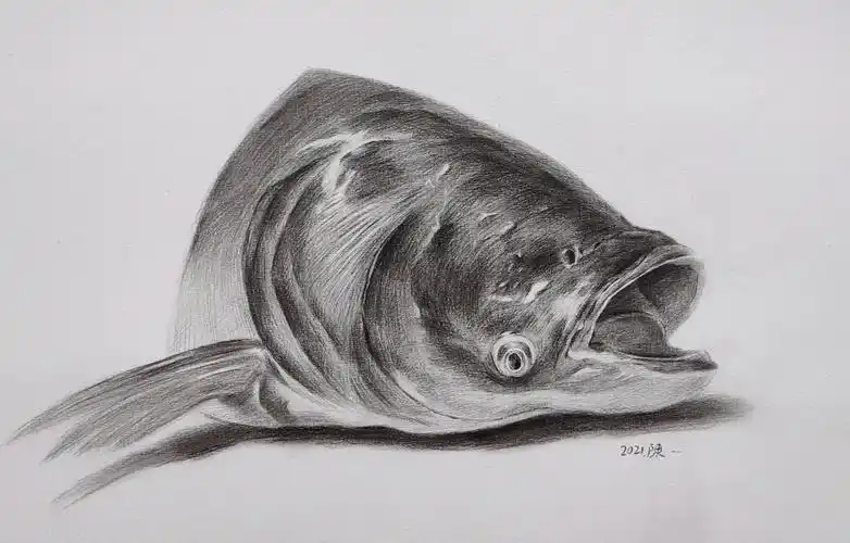 素描练习鱼头