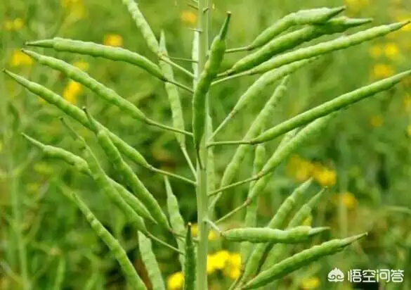 农村人种的油菜,怎么去将油菜籽收集起来呢?用什么方法最好?-图11