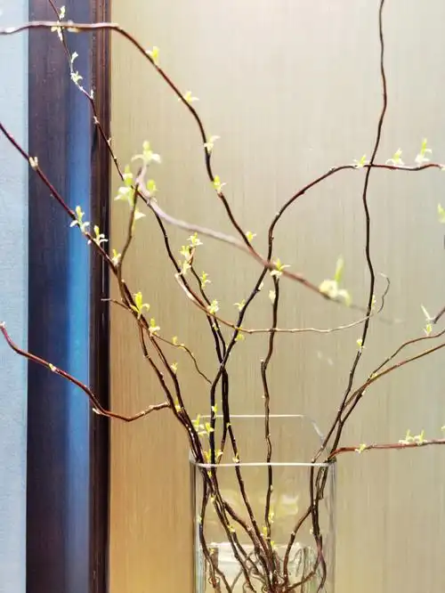 懒人鲜切龙柳枯木逢春