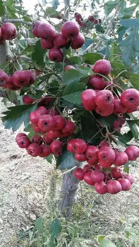 基地出售大金星山楂苗 2020年大金星山楂苗多少钱一棵