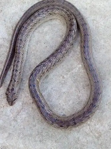 不过可以肯定的是这条是无毒蛇,不用担心  本回答由网友推荐 评论 0 0