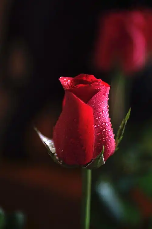 玫瑰玫瑰我爱你