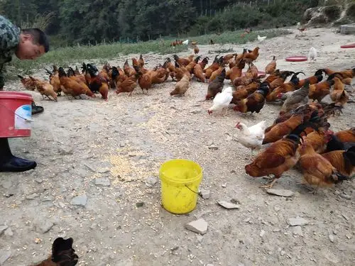 汝城县嘉盛生态养殖家庭农场 | 井坡镇泉明村花仁垄口