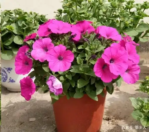 盆栽矮牵牛繁殖方法与养护管理技术要点