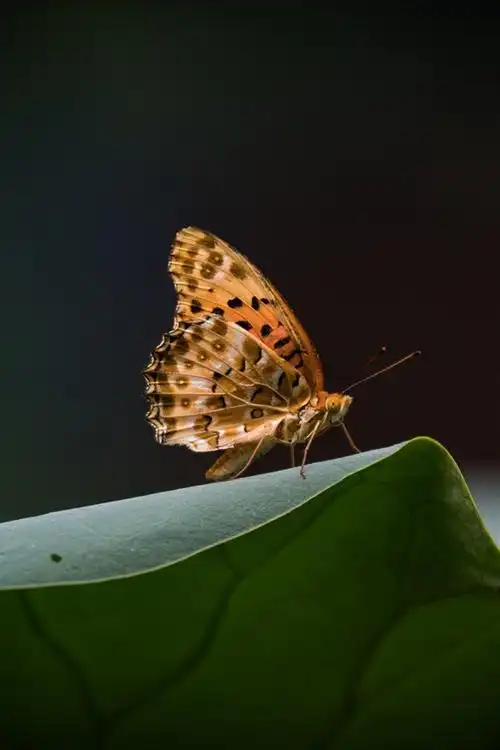 蝴蝶,荷叶 iphone 壁纸