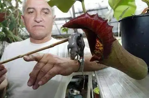 "食人植物":光活着就老费劲了,吃人我还怕消化不良
