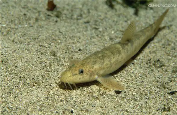 泥鳅