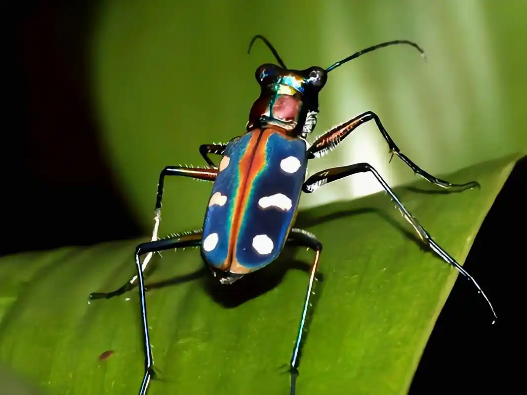 每天认识一种昆虫——金斑虎甲 金斑虎甲是虎甲属昆虫.成中体长1.5-1.