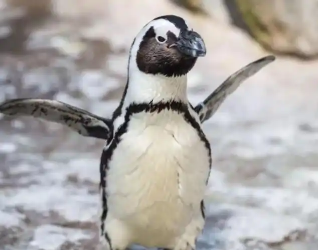 企鹅,用它的呆萌和可爱,俘获了一大批"粉丝".