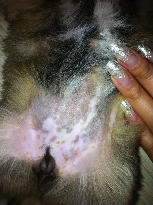 急急急,小狗肚皮上长黄色小包,它总挠,应该是什么毛病啊?