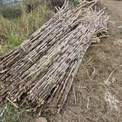 [桂糖42号甘蔗苗批发]桂糖42号甘蔗苗 桂糖44.柳城136.