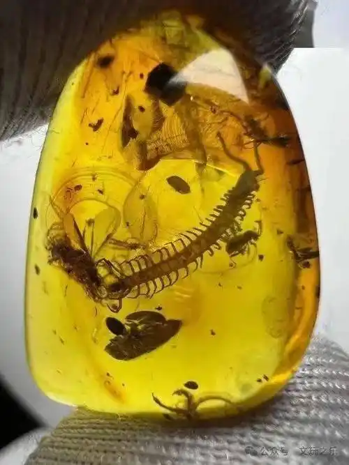 高价买三个虫珀很多网友都说是假的还拿于谦的长颈鹿对比