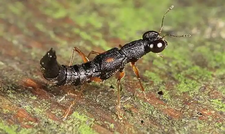 p>雌虫体长5毫米左右.体黑色具光泽,全身密布粗刻点,被白色短绒毛.