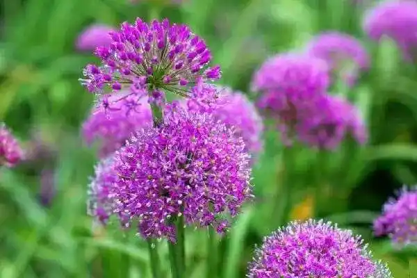 贵州韭菜坪:浪漫的云上紫色花海,高贵典雅,如仙境!