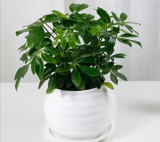 室内空气干燥养盆鹅掌柴枝叶优美观赏性强