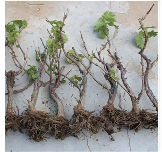 葡萄苗 盆栽地栽葡萄树苗巨峰树苗 草莓苗庭院果树苗 嫁接大苗当年