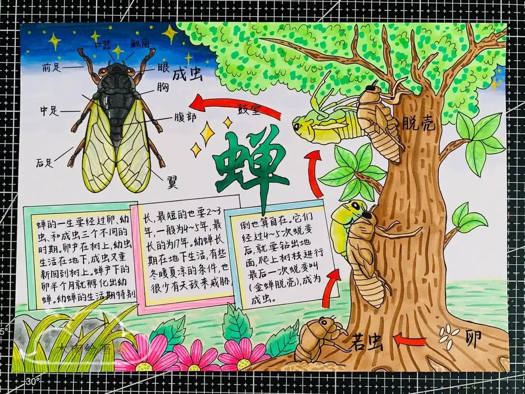 自然观察笔记软体动物可打印 - 抖音