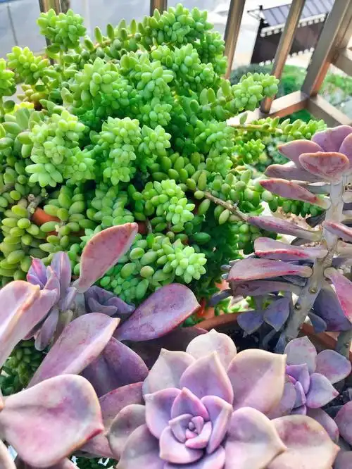 从几块钱的小苗一直慢慢养到现在###新手养多肉  #我的多肉植物