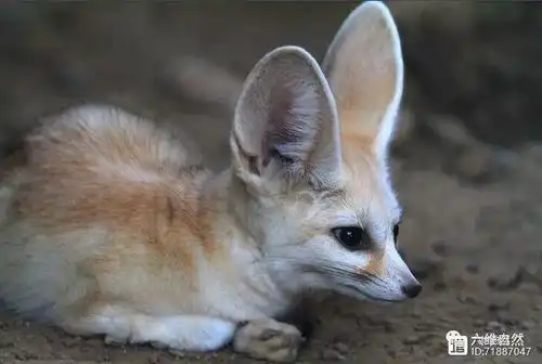 最容易辨认的狐狸一双大耳朵就让人知道耳廓狐