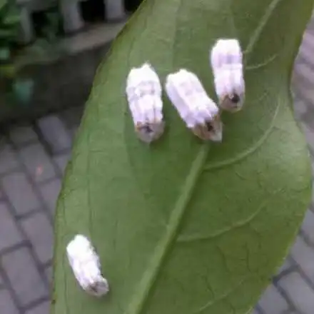 白蜡虫栖息在什么树上?