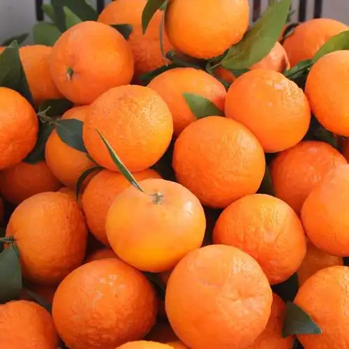 京选优品】【产地直发】云南沃柑 新鲜水果 丑柑 宾川沃柑橘 沃甘橘子