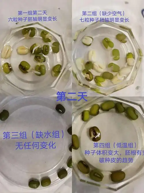 第五天 四下科学探究:种子的萌发需要什么条件?