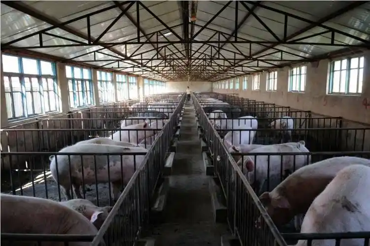 养猪人有福啦!专家教你冬天如何清理猪舍!