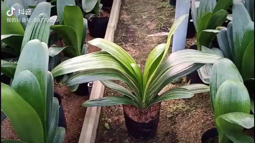 君子兰金边彩兰