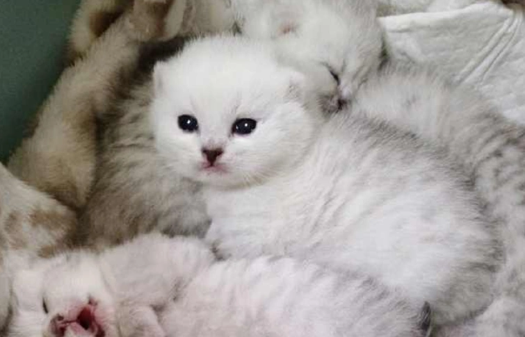 英短银渐层,不仅是英国短毛猫的颜值担当,还有出了名的好脾气