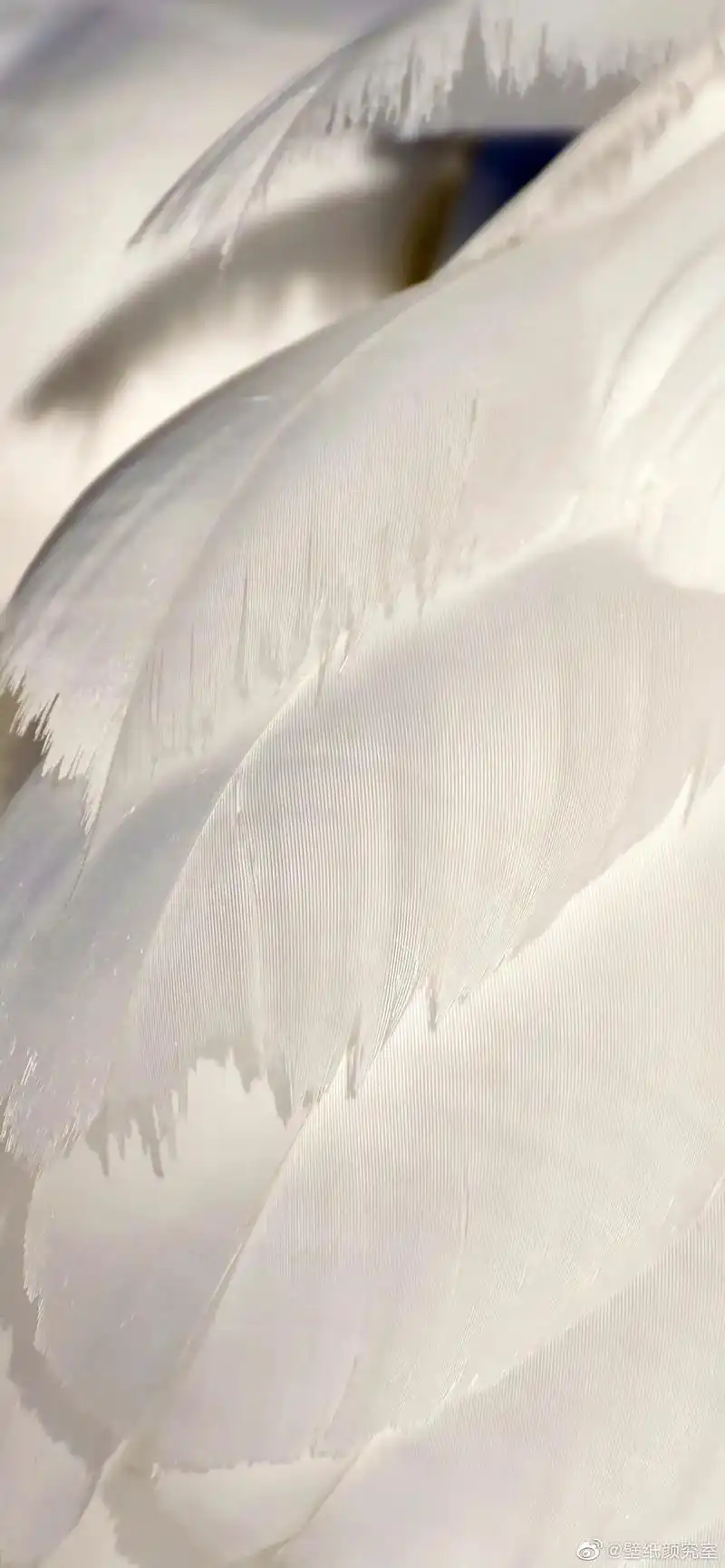 ins壁纸 #背景图#极简主义 #我又来送图啦 #你的壁纸 - 抖音