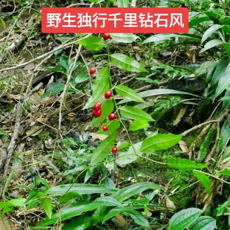 中草药 铁牛钻石粒 独行千里 钻石风 石钻子 广香藤 中草 - 抖音