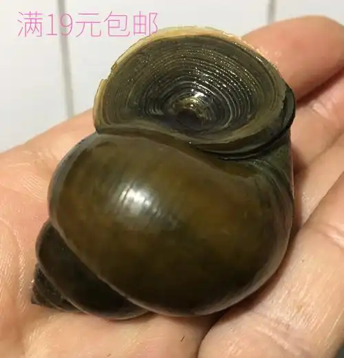 特大田螺活体水族宠物鱼缸淡水冷水观赏原生螺