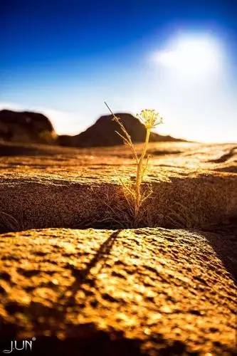 石缝中的生命奇迹