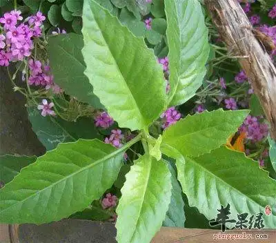 苹果绿 中药大全 三七粉在这一点上现在很多专家预测二十一世纪田七将