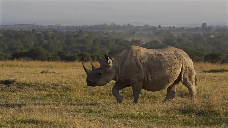 非洲五霸之犀牛