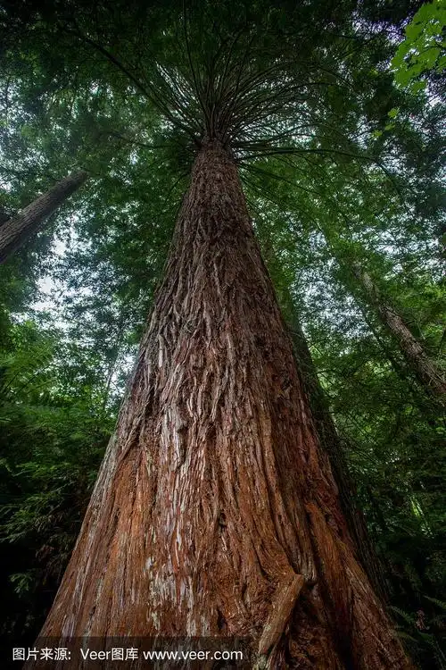 巨大的红木树