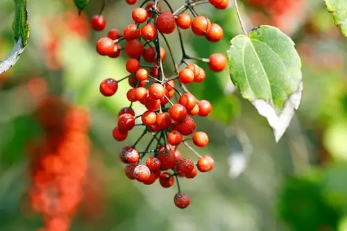 行走乡村:山桐子熟了.