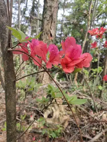 毛峰茶叶主产地,富溪山上杜鹃花,涓涓细流人字瀑,双坑口村好风光.