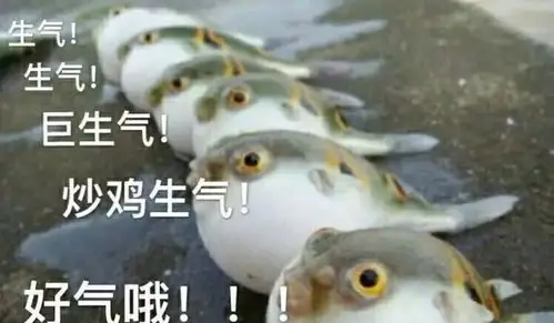 生气的河豚