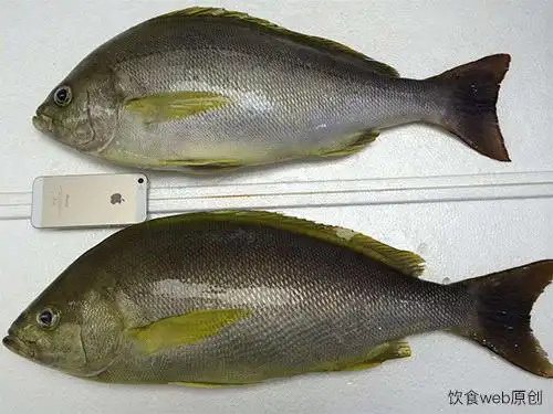 了解三线鸡鱼(黄鸡鱼),如何烹饪,选购,保存_来书生活健康百科 laishu.