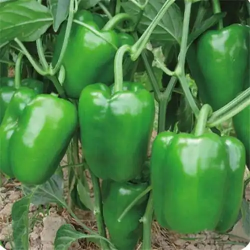 灯笼椒种植要想获得丰产和优产,农户需要掌握要求和特点-农兜网