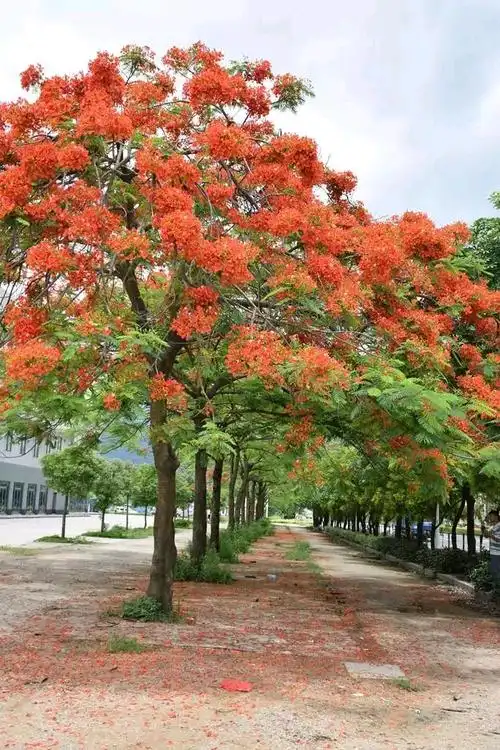 火焰木的主要价值以及花语:无忧无愁