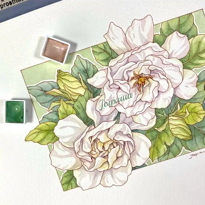 钢笔淡彩04栀子花|水彩花卉|附线稿过程 "有趣都藏在无聊日 - 抖音