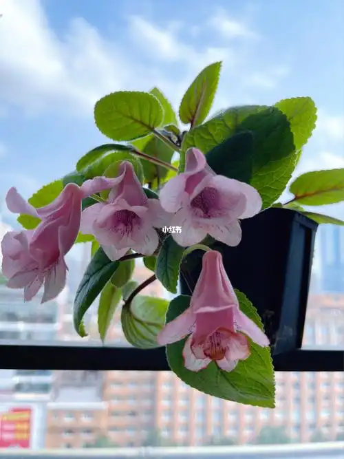 苦苣苔套筒晚礼服