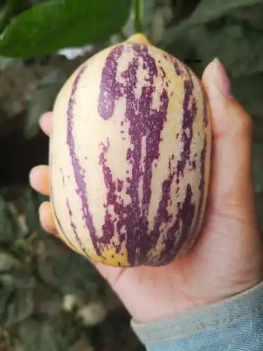 甘肃民勤人参果 沙漠人参果 自然成熟 汁多味美48小时发货