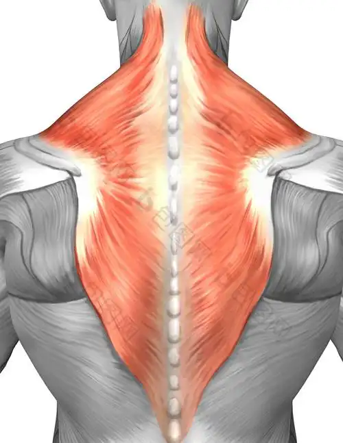 人体背部结构示例插图