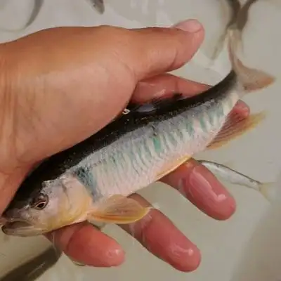 值得入手的马鱼什么马鱼最值得推荐购买