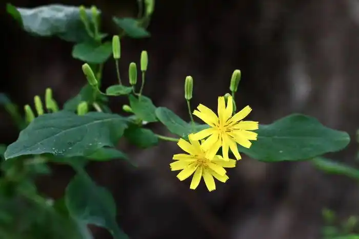 【黄瓜假还阳参】菊科,假还阳参属
